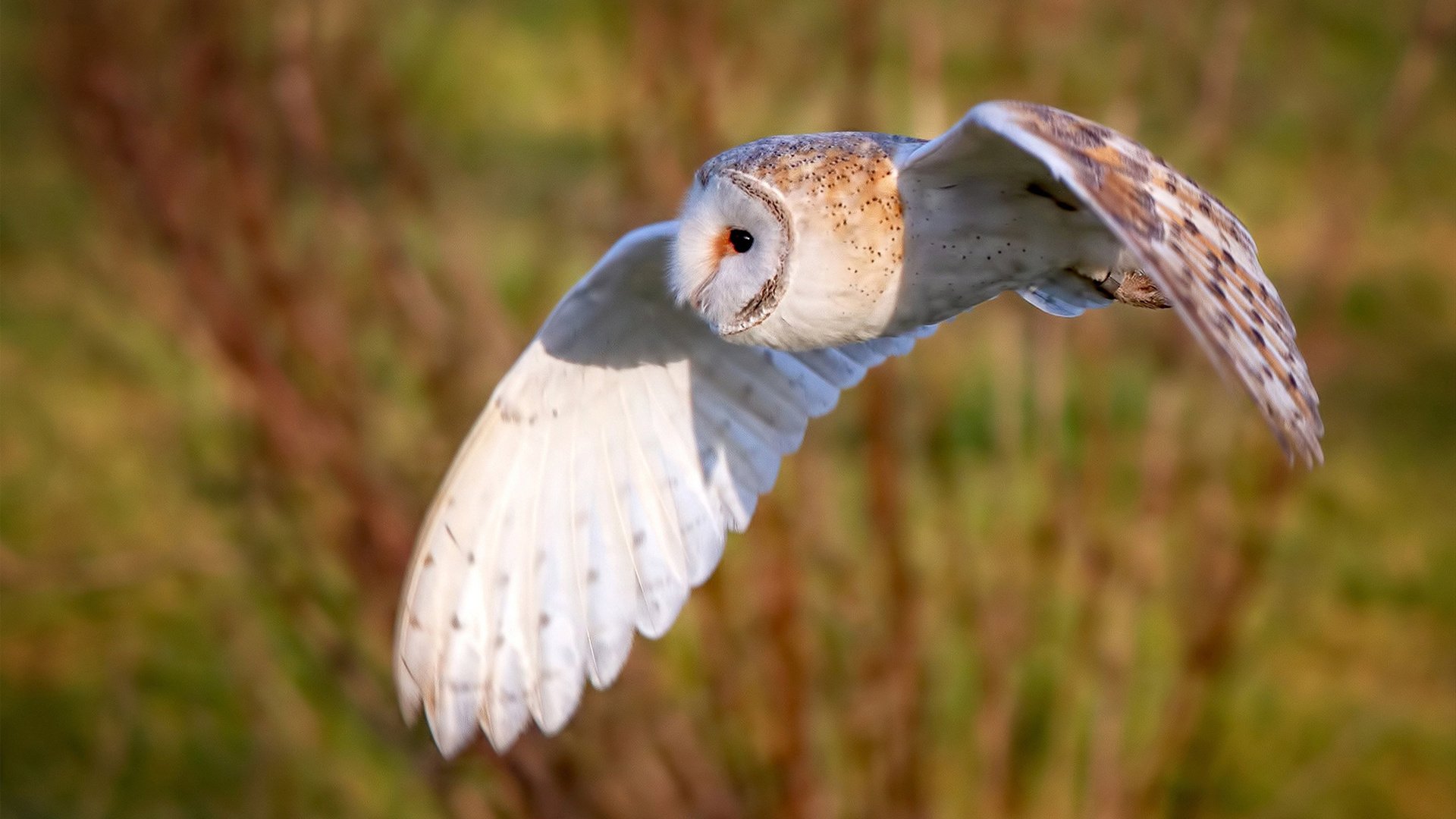 英雄联盟策略博弈成焦点战术准备比拼激烈,英雄联盟游戏技巧战略